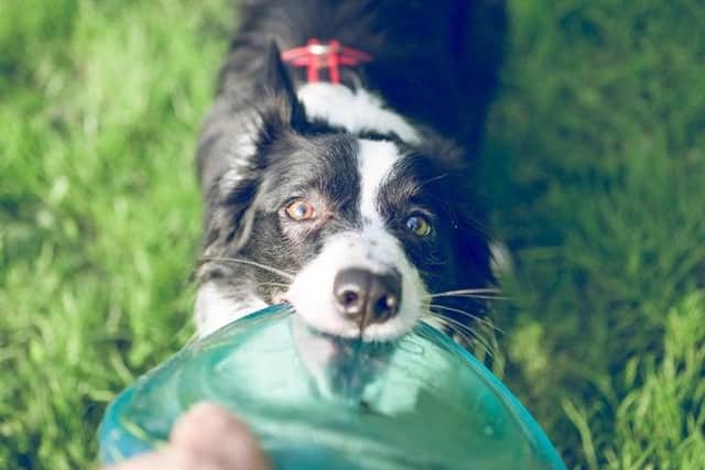 Dogs are banned from some areas of Preston like play areas...