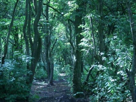Freeman's Wood.