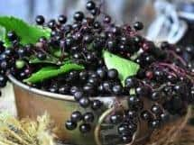 Elderberry