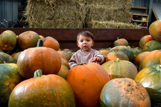 Nine-months-old Martha Squire at Big Pumpkins in Hesketh Bank.