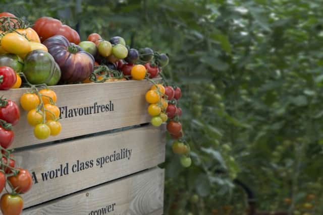 Flavourfresh produce in one of their nurseries