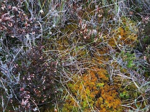 The Golden bog moss stands out amongst other plants (photo: Josh Styles)