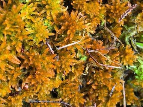 Nature's treasure - the Golden bog moss (Sphagnum pulchrum) discovered at Winmarleigh Moss   (photo: Josh Styles)