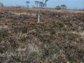 Winmarleigh moss where the rare Golden bog moss was discovered  (photo: Josh Styles)