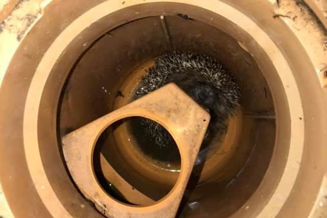 The 5-week-old hoglet was found trapped down a water drain in a garden in Preston Road, Grimsargh on Thursday, October 15. Pic: RSPCA