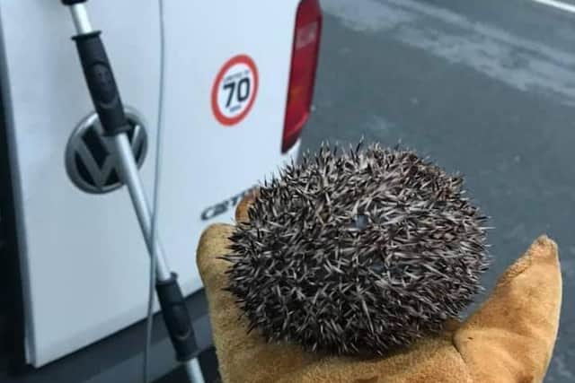 Mr Prickles after his rescue and the grasping pole that was used to free him from the water drain. Pic: RSPCA