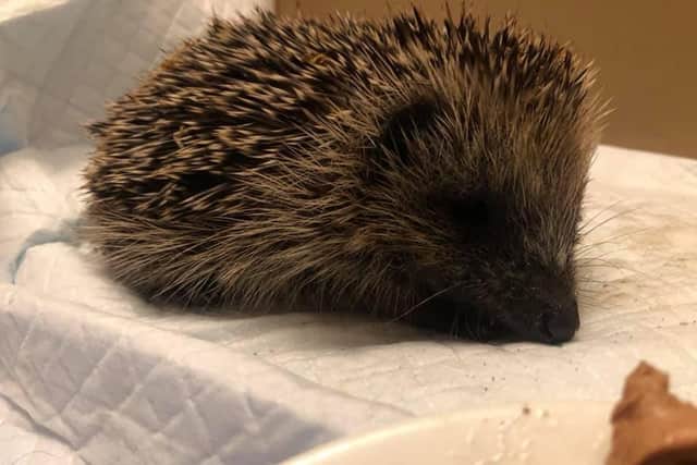 The hoglet has been taken to the RSPCA’s Stapeley Grange Wildlife Centre in Nantwich, Cheshire where he will be cared for until he is old enough to be released back into the wild. Pic: RSPCA
