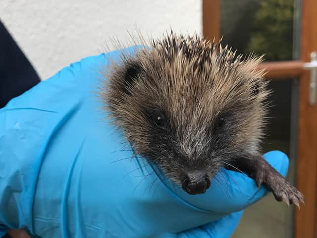 The hoglet has been rescued after he got himself into a pickle when he took a tumble down an uncovered water-filled drain in a Grimsargh garden last week. Pic: RSPCA