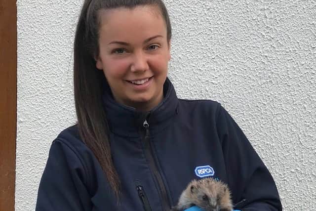 RSPCA Inspector Emma Dingley rushed to the scene where she used a grasping pole to ease the shivering hedgehog from the water drain. Pic: RSPCA
