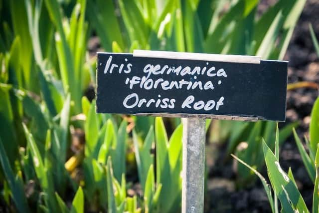 Orris Root