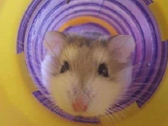 Homer the hamster was dumped in the street in a coffee container