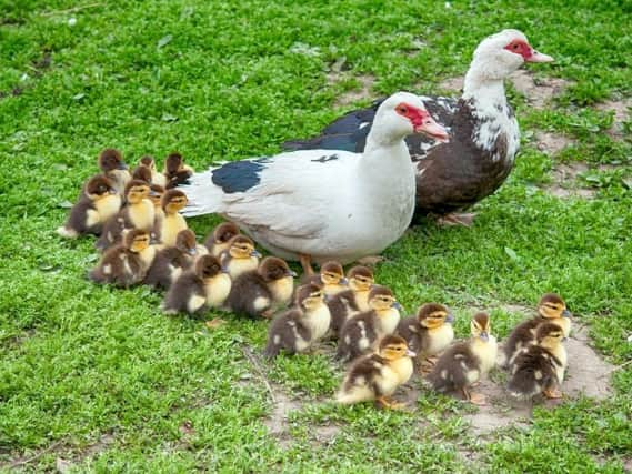 A mother Muscovy duck and her ducklings have been reported stolen in Fylde