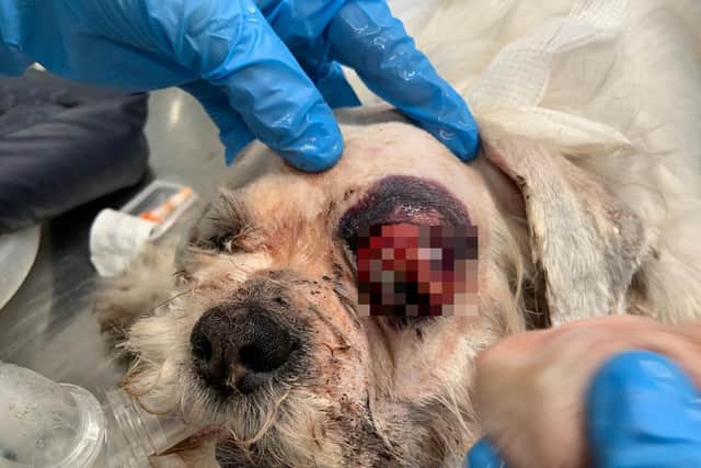 One of the shih tzu's eyes was so badly infected that it was enlarged and popping out from her head. Pic: RSPCA