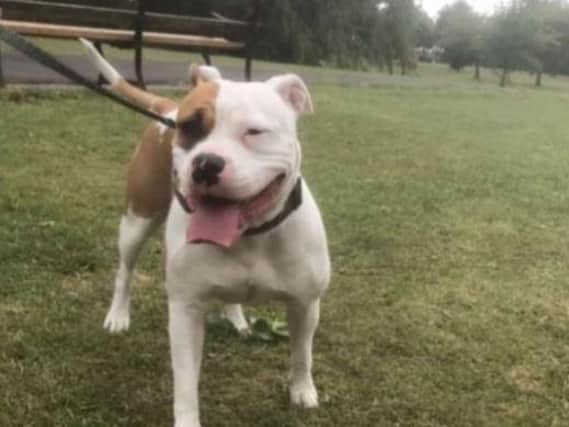 Two-year-old American Bulldog Narla has had to undergo surgery to save her life after she was struck by a car in a hit and run on Monday (October 26)