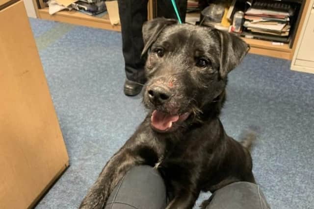 The playful young Patterdale Terrier, who officers have named Edward, was found roving loose along Dover Lane in Brindle, near Chorley, at around 4pm on Tuesday, October 27