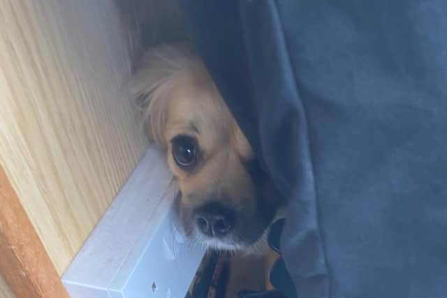 The RSPCA say: "We’d urge people to be considerate and keep neighbours with animals, including those with nearby horses and other livestock, informed of plans well in advance so they can make preparations to reduce the stress to their animals."