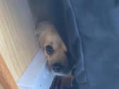 The RSPCA say: "We’d urge people to be considerate and keep neighbours with animals, including those with nearby horses and other livestock, informed of plans well in advance so they can make preparations to reduce the stress to their animals."