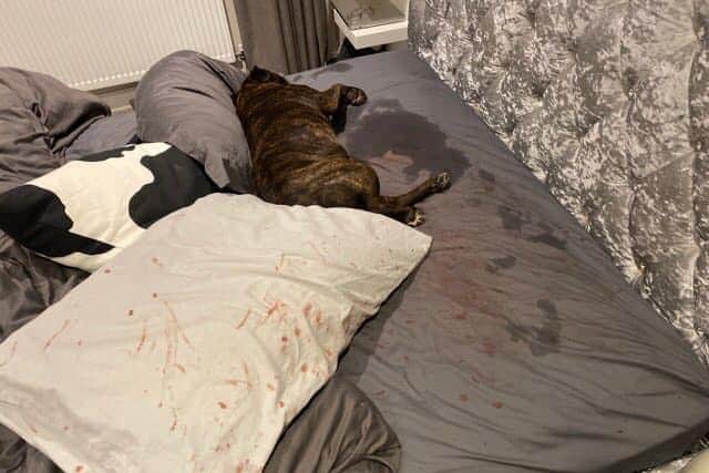 Ava's owner Julie said: "Ava had clearly been incredibly shocked and frightened by the fireworks and, in her panic, had cut herself. It was heartbreaking to have seen her in such a state."