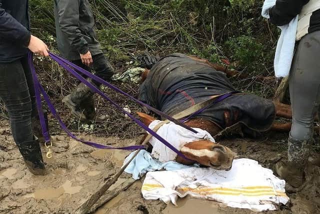 Last November, RSPCA officers were called out to Bryn Celyn in Wales to help a horse called Harry (pictured above) who had been found impaled on a fence post after being spooked by fireworks. He needed emergency veterinary treatment.