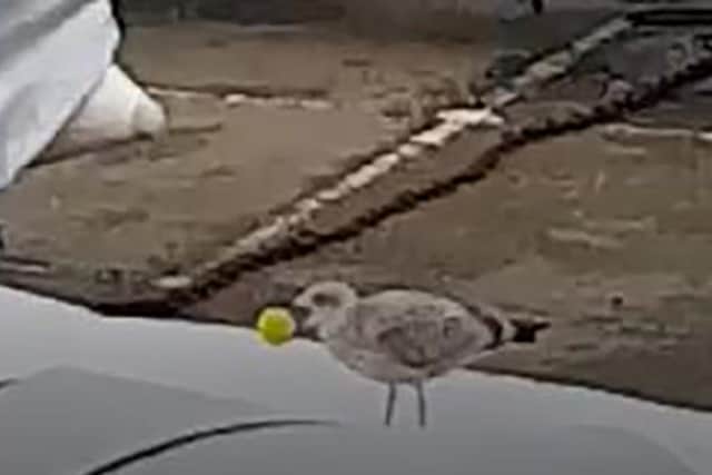 Video shows seagull playing 'football' in a car park in Cornwall