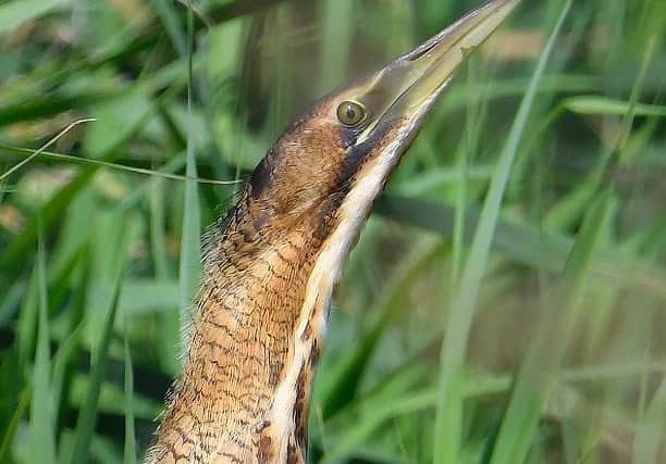 A bittern by Mike Malpass.