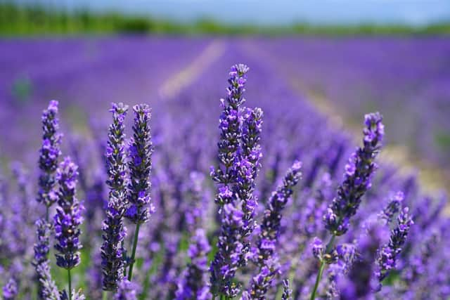 Lavender Picture: Pexels-Pixabay