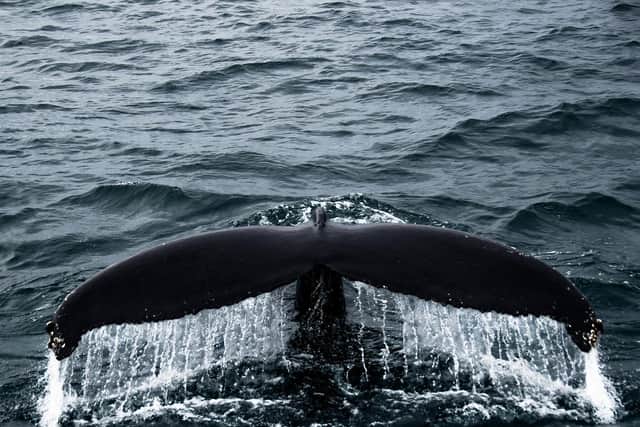 Whales feature  highly in  the folklore of the indigenous peoples of  Taiwan