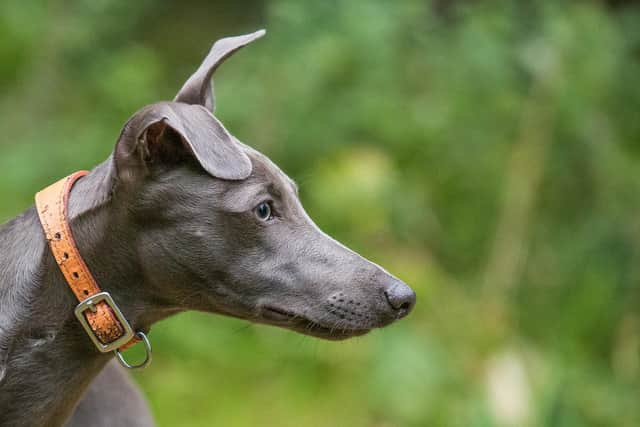 A pet dog similar to this whippet tragically died earlier this year of suspected poisoning