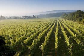 Green vineyards of Quinta de Azevedo