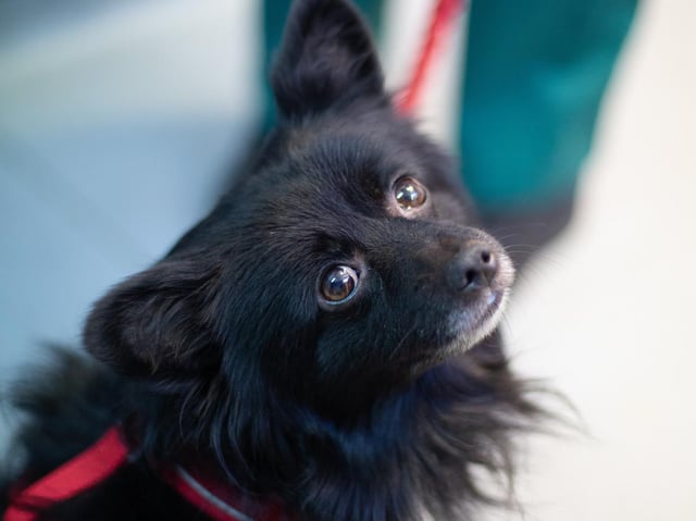 The RSPCA is braced for a rise in the number of abandoned pets this winter