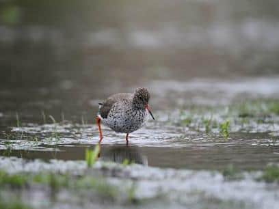 Ribble Estuary National Nature Reserve is an important site for water birds