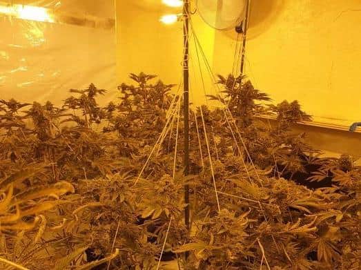 More than 500 cannabis plants were discovered. (Credit: Lancashire Police)