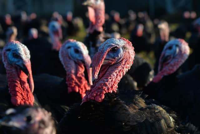 People should avoid "turkey-related injuries" this year