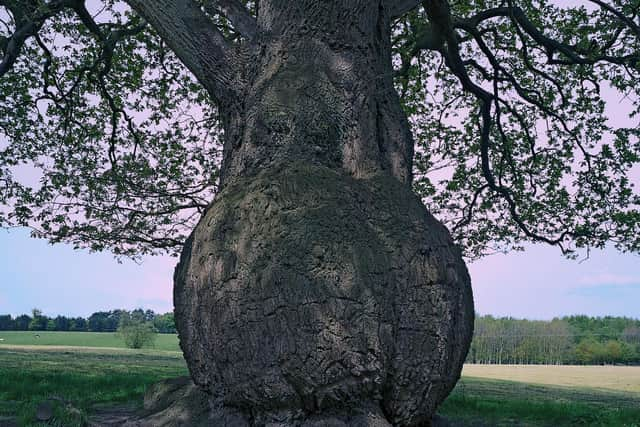 Ancient  oak  in Ribble Valley, can be veiwed from public footpath ear where the Rivers Ribble and Hodder meet. This tree has the largest circumference of any tree so far recorded in the county.  (Photo: Michael Finch)