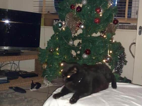 Bill has been reunited with his family in Fulwood after he was found by an RSPCA inspector who had investigated reports of a stray cat 2.5 miles away. Bill's owner Karen said: "It was a great Christmas present for us and we are so pleased to have him back at home where he is now enjoying getting plenty of fuss". Pic: RSPCA