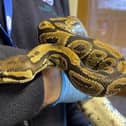 The Royal Python discovered behind a tumble dryer