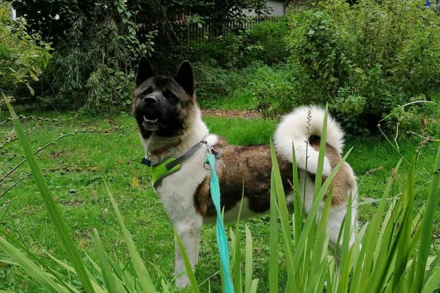 Yogi, a Japanese Akita has settled into her new home with Michelle and Andrew