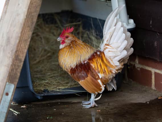 The RSPCA is concerned at a surge in cases of chickens being abandoned
