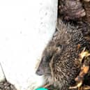 Sonic the Hedgehog made the list of the RSPCA’s 20 most amusing rescues of 2020. The podgy hedgehog got stuck between a tree and a concrete pillar in Blackpool.