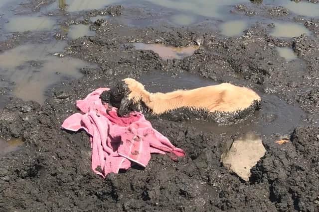 This newborn calf was saved by the RSPCA after wandering into a pond in Rochdale during the summers warm weather and getting stuck in the mud. The rescue made the RSPCAs top 20 most amusing rescues of 2020