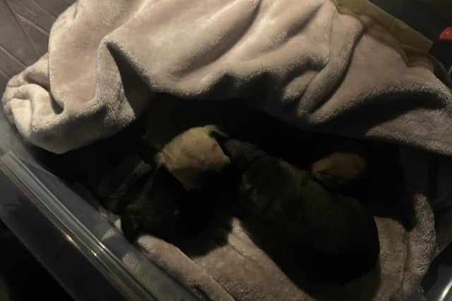 Lancashire Road Police tweeted this morning (December 31) that eight puppies and a dog had been stolen from an address on Kingsway, South Shore. But the force has released four suspects without charge after it transpired they were not stolen, but had been part of an ownership dispute.
