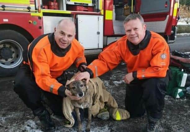 Fire crews rescued Ray the dog after he fell through a frozen patch of water at Hoddlesden Reservoir in Darwen yesterday (Sunday, January 3). Pic: LFRS
