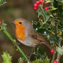 This festive picture of a robin comes courtesy of Peter Smith