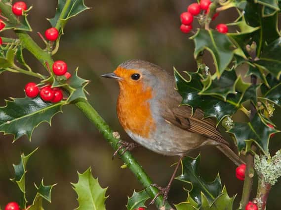 This festive picture of a robin comes courtesy of Peter Smith