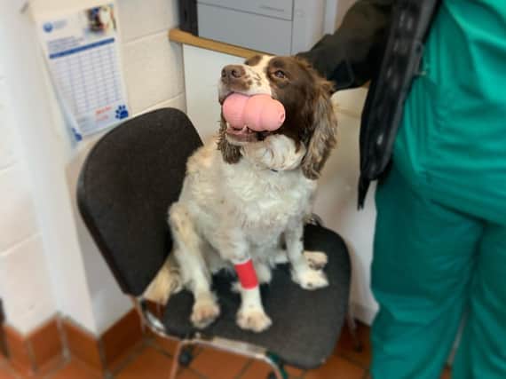 English Springer Spaniel Bobby has made a full recovery after being cared for at Hillcrest Animal Hospital in Chorley following his rescue from a frozen lake at Yarrow Valley Country Park on Sunday (January 3). Pic credit: Hillcrest Animal Hospital
