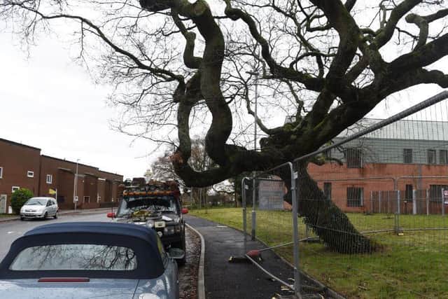 The CGA said that the council told them the tree poses a danger to pedestrians and road users