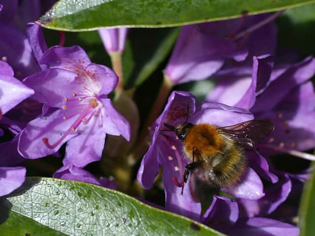 Picture: Bruce Fitzgerald