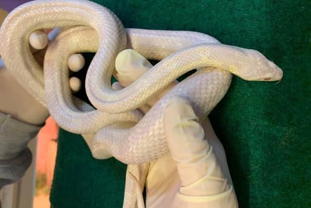 Snakes are ectothermic so they rely on their environment to maintain their body temperature.