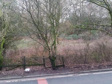 Fencing can be seen beyond the tree line.