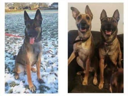 The three Belgian Malinois died on the railway line in Euxton on Sunday, January 31 after being struck by a passing train